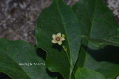 Tylophora pauciflora